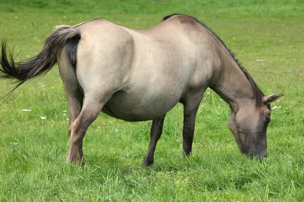 Březí klisna — Stock fotografie