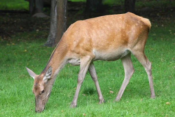 Rådjur kvinna — Stockfoto