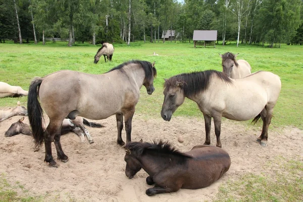 Horse herd — Stock Photo, Image