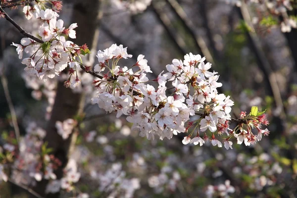 Cherry blossom in Japan — Stock Photo, Image