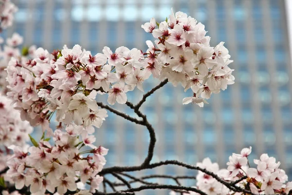 Fleur de cerisier à Tokyo — Photo