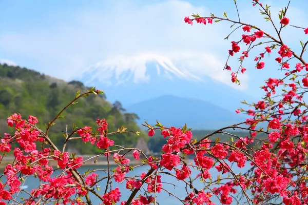 日本-ume 树开花 — 图库照片