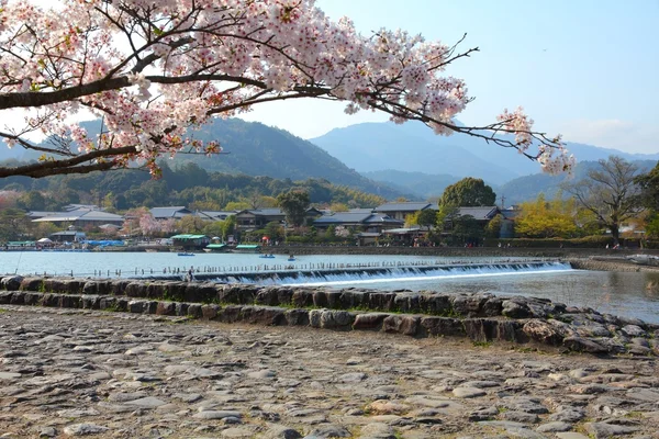 Japan kirsebærblomst - Stock-foto