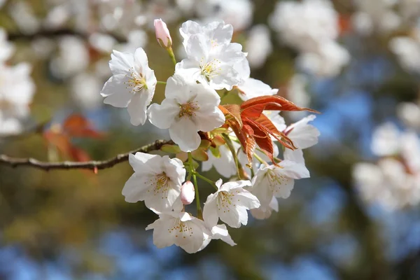 Cherry blossom in Kyoto — Stock Photo, Image