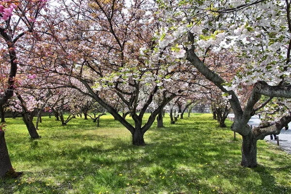 Kyoto cherry blossom — Stock Photo, Image