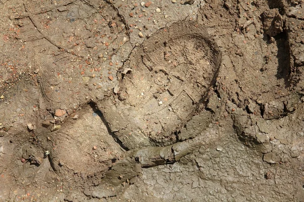 Shoeprint στη λάσπη — Φωτογραφία Αρχείου