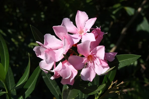 Oleander — Stockfoto