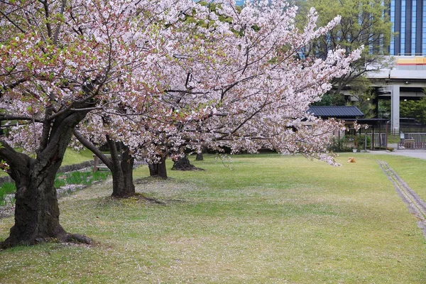 Hamarikyu-Gärten — Stockfoto