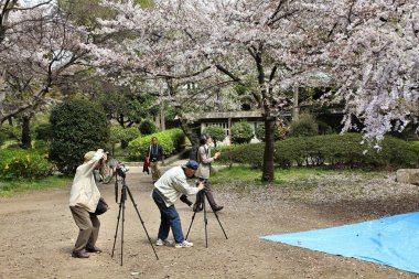 ziyaretçi sumida Park, tokyo kiraz çiçeği (sakura) tadını çıkarın..