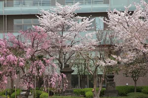 Tokyo-Kirschblüte — Stockfoto