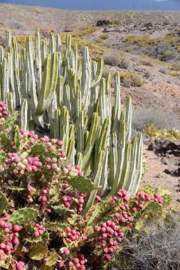Tenerife flora