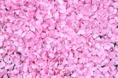 Kiraz çiçeği arkaplanı