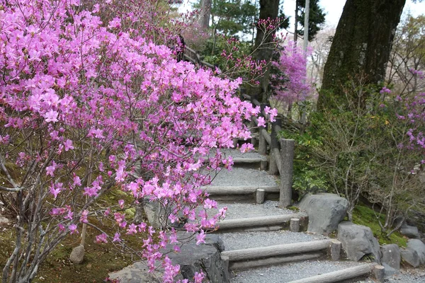 Zahrada v Japonsku — Stock fotografie