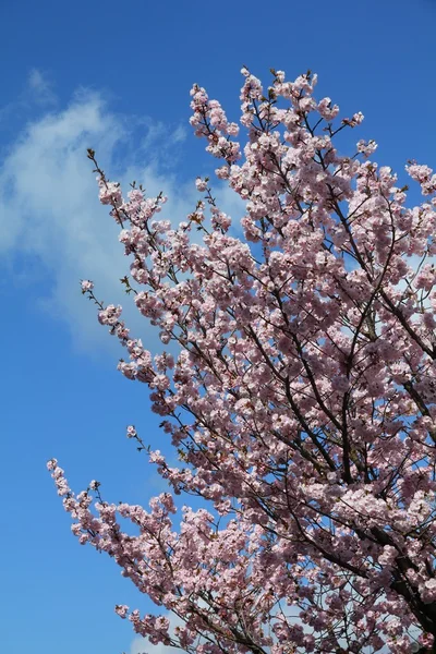 Cherry blossom in Japan — Stock Photo, Image