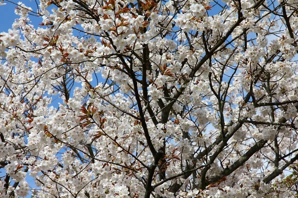 Kioto flor de cerezo — Foto de Stock
