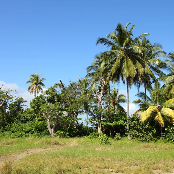 Naturaleza en Cuba —  Fotos de Stock