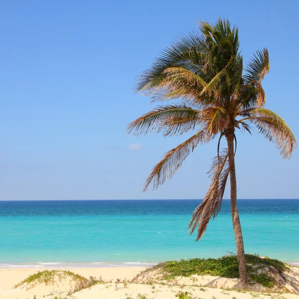 Kubanische Palme — Stockfoto