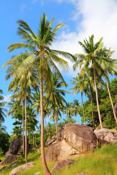 Koh Tao — Stock Photo, Image