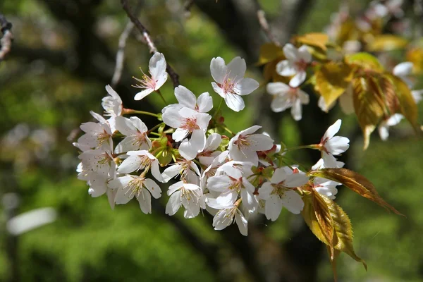 Cherry blossom in Japan — Stock Photo, Image