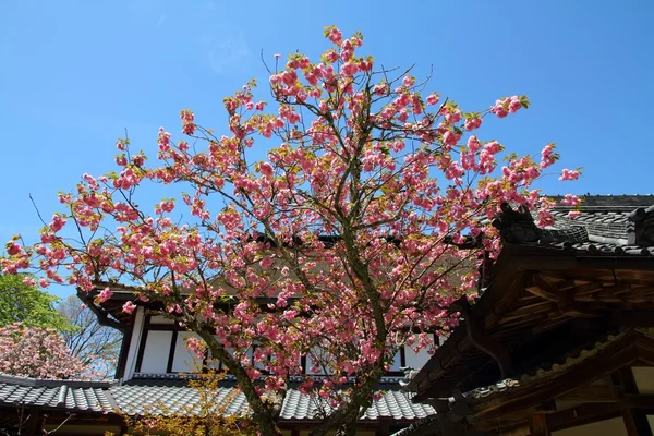 Jošino, Japonsko — Stock fotografie