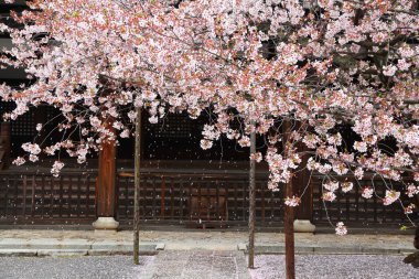 Kyoto kiraz çiçeği