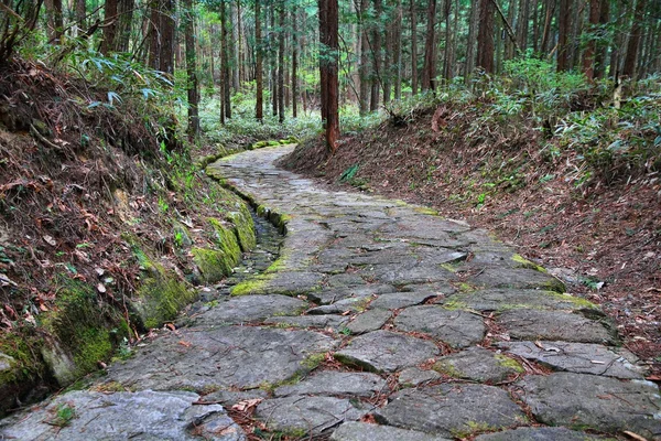 Foresta giapponese — Foto Stock