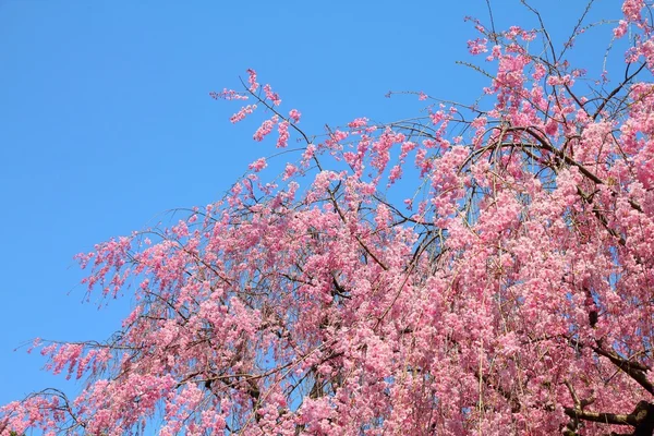 Токіо вишневий цвіт — стокове фото