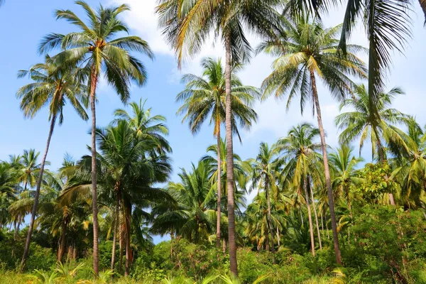 Ko Tao. —  Fotos de Stock