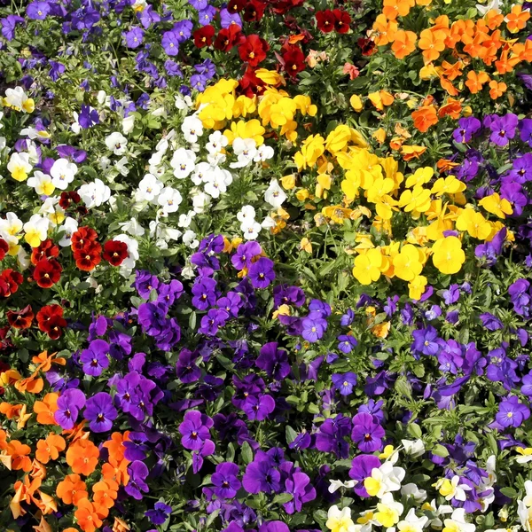 Pansies. — Fotografia de Stock