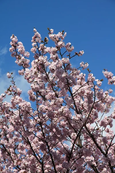 Japão Sakura — Fotografia de Stock