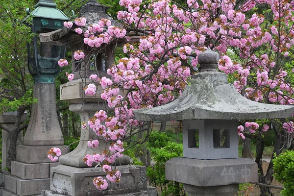 Sakura i Nagano — Stockfoto