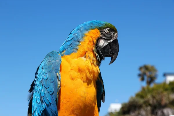 Macaw papegoja — Stockfoto