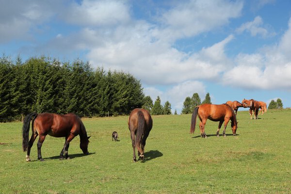Horse farm in Poland