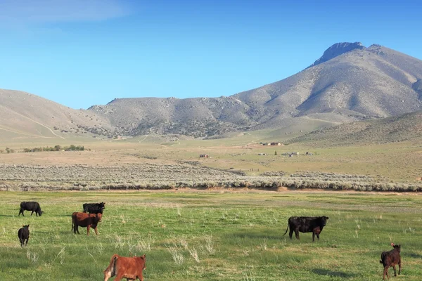 Rancho de gado califórnia — Fotografia de Stock