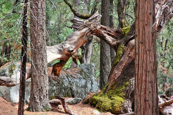 Parc national Yosemite — Photo