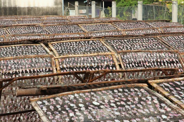 Drying squids — Stock Photo, Image