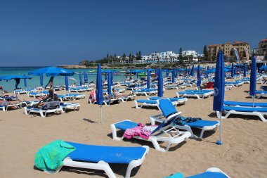 incir ağacı bay, Kıbrıs