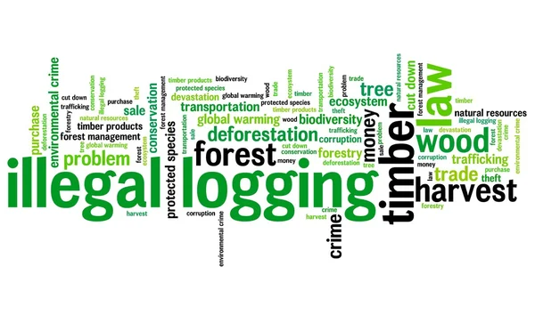 Illegal logging — Stock Photo, Image