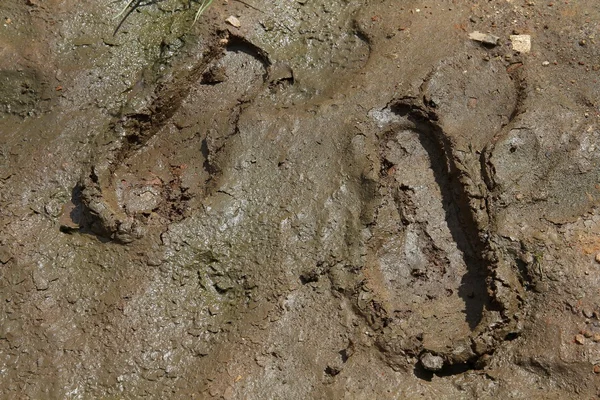 Mud tracks — Stock Photo, Image