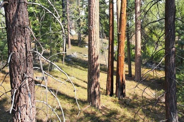 Sequoia National Forest — Stockfoto