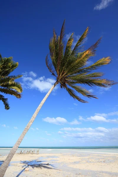 在古巴有风的海滩 — 图库照片