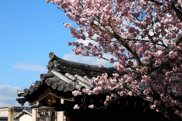 Цветение сакуры в Киото — стоковое фото