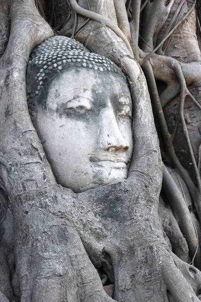 Buda Cabeça Escultura Ayutthaya Tailândia Monumento Raízes Das Árvores — Fotografia de Stock