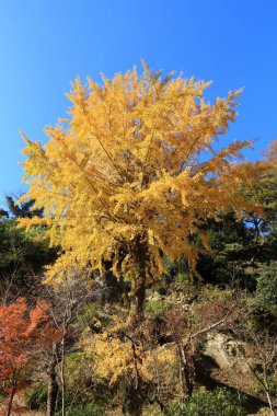Japonya, Kamakura 'da sonbahar ginkgo ağacı sarı yaprakları. Japon sonbahar renkleri.