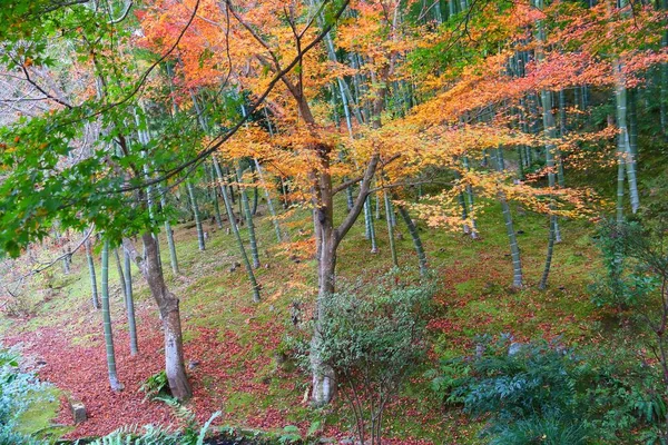 Kyoto Japan Tenryuji Gardens Arashiyama Autumn Leaves Bamboo Grove — Stock Photo, Image