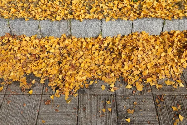 Gele Herfst Ginkgo Boom Bladeren Een Trottoir Osaka Japan Herfstseizoenssamenstelling — Stockfoto