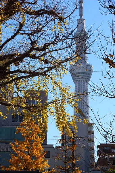 2016年12月2日 東京のスカイツリータワー 高さ634Mの放送塔は世界第2位の高さを誇ります — ストック写真