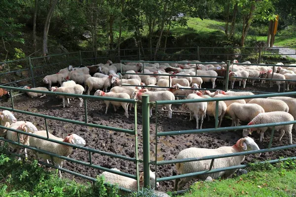 Recinto Pecore Nelle Montagne Dei Pirenei Francia Bestiame Agricoltura Della — Foto Stock