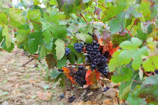 France Vineyard Corbieres Region Aoc Vine Canton Capendu — Stock Photo, Image