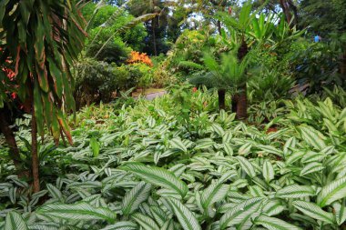 Calathea Majestica bitkisi Guadeloupe botanik bahçesinde..